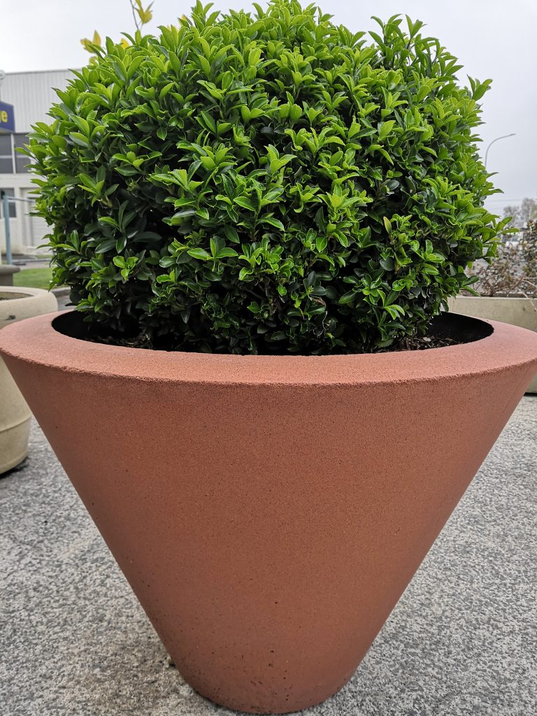 French Pot